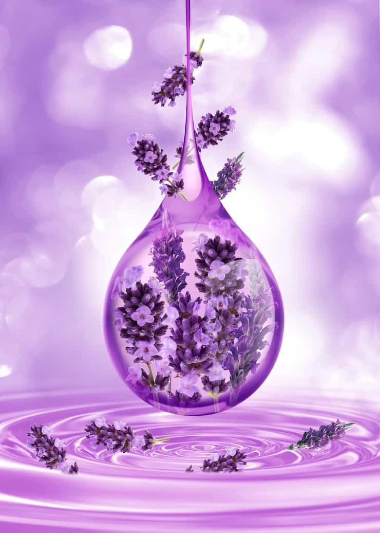 lavender serum 173387 3719 1